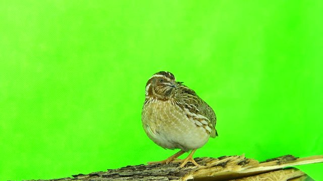 wild quail ( Coturnix coturnix) isolated on a green background  in studio shot