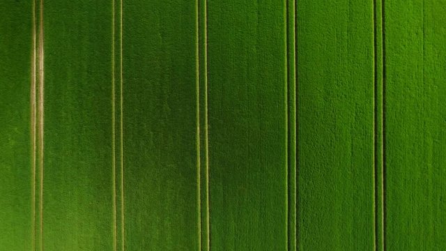 Wind In Green Fields Top Down