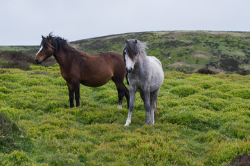Fototapeta premium wild ponies