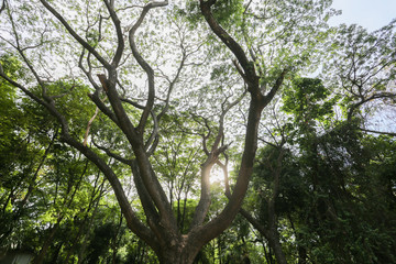 Obraz premium Tree in the garden