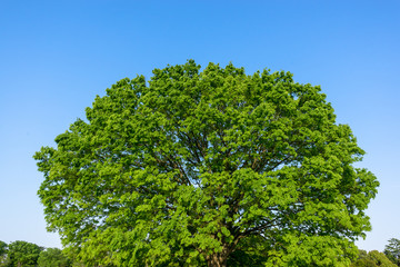 Blue sky and a keyaki tree - 青空とけやきの木３