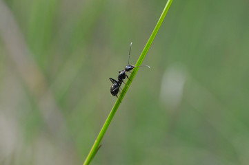 Fototapeta premium Black ant exploring in grass in the morning. Ant warrior in green grass
