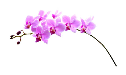 purple orchid branch isolated on white background