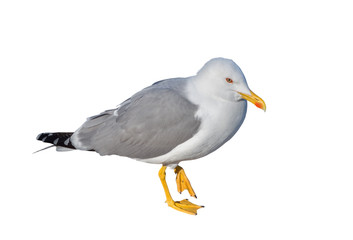 Marine gull isolated on white