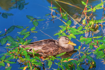 Duck in the palace pond, Peterhof, Russia