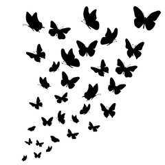 Fototapeta na wymiar Vector silhouette of butterflies on white background.