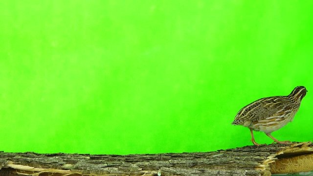wild quail ( Coturnix coturnix) isolated on a green background  in studio shot