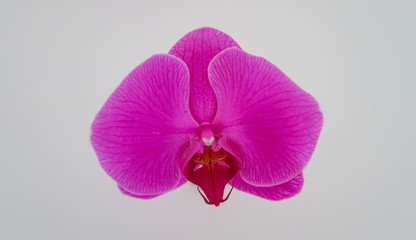 Purple Orchid Flower Decor for Wedding Reception