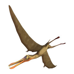 3D Rendering Pterodactyl Anhanguera on White © photosvac