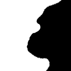 Vector silhouette of gorilla on white background. © majivecka