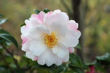 椿の花