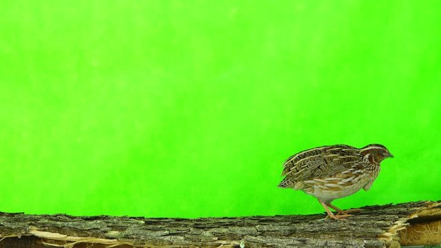 wild quail ( Coturnix coturnix) isolated on a green background  in studio shot