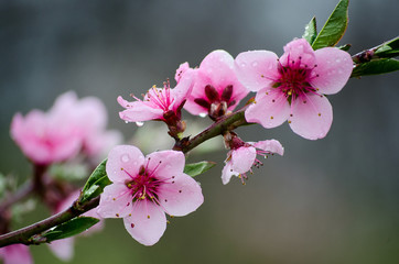 Cherry sakura blossoms on a nature background in the rain. Pink flowers. Spring pink flowers. Flowers from the garden.