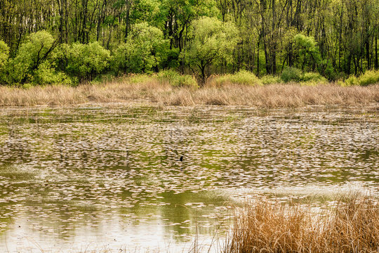 Obedska Bara - Obedska Swamp