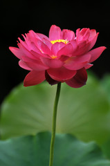 Blossom lotus flowers