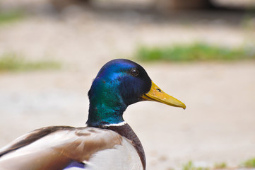 Portrait of wild duck. Mallard duck (Anas platyrhynchos) in the wild