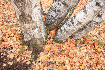 The autumn birch trees and leaves