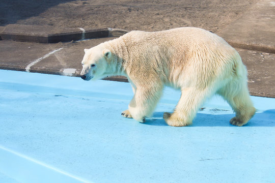 釧路動物園 キロル