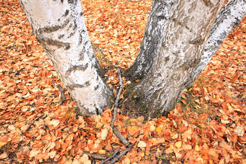 The autumn birch trees and leaves