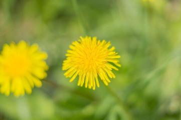 Yellow dandelion. soft focus