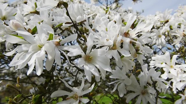 A blooming branch of apple tree in spring with light wind. Blossoming apple with beautiful white flowers. Branch of apple tree in bloom in the spring in sunshine garden.