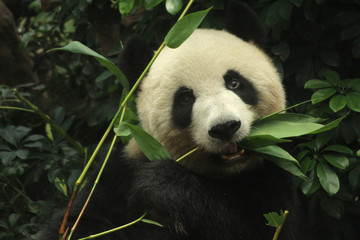 Een vrouwelijke panda eet bamboebladeren