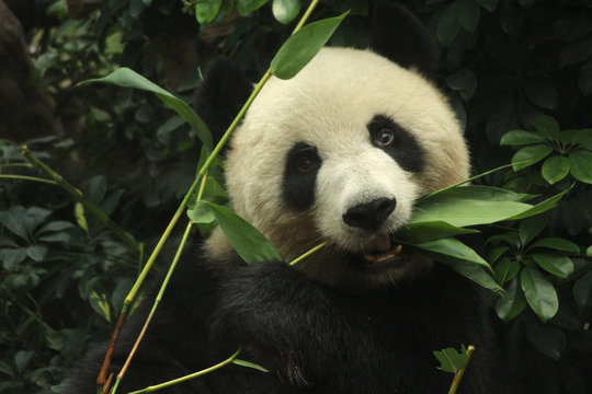 Fototapeta A female panda is eating bamboo leaves