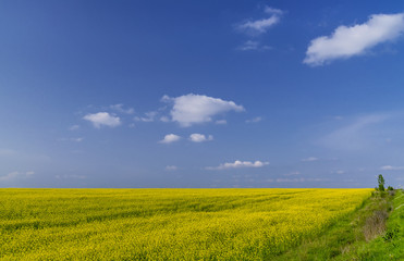 Fototapeta premium Stunning rapeseed fields in bloom in the countryside of Craiova, Dolj district, Romania, on a sunny spring day