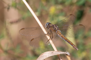 A beautiful dragonfly close portrait