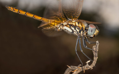 A beautiful dragonfly close portrait