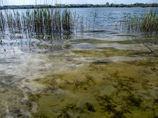 Underwater and surface world in one photo. The purest clear water, algae on the sand and the city in the background
