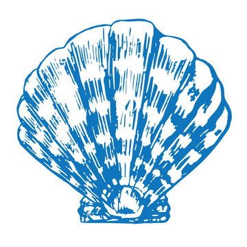 Seashell isolated, hand drawn doodle sketch in pop art style, vector illustration
