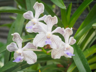 close up purple orchid flower