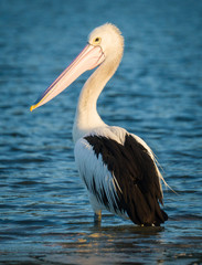 Australian Pelican