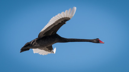 Black Swan