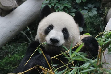 Crédence de cuisine en verre imprimé Panda A female panda is eating bamboo leaves