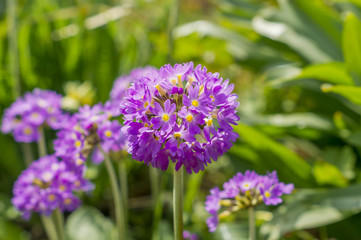 purple Primula denticulata flowers in spring garden