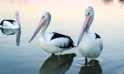 Australian Pelican