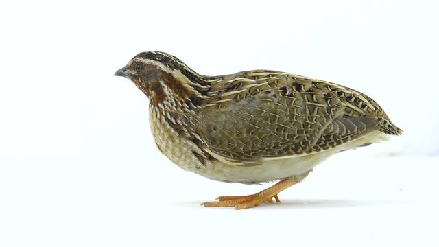 wild quail ( Coturnix coturnix) isolated on a white background  in studio shot