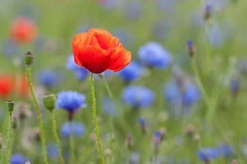 rote mohnblume in einem blütenmeer aus kornblumen mit unscharfen hintergrund