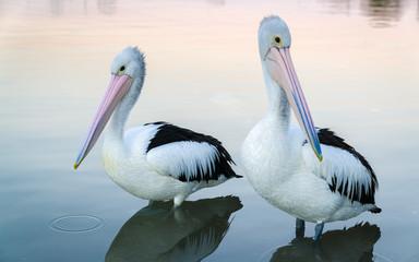Australian Pelican