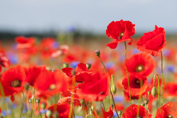 Mohnblumen und Kornblumen auf einer Wiese