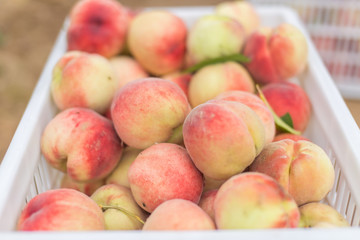 Fresh Organic Peaches Heap Of Fresh Ripe Peaches