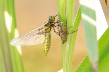Libelle, dragonfly, Plattbauchlibelle