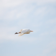     Western Cattle Egret, Bubulcus ibis, bird flying 