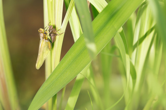 Libelle, dragonfly, Plattbauchlibelle
