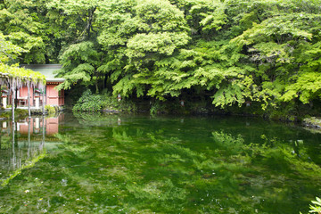 Fototapeta na wymiar Wakutama pond,Fujisan hongu sengen taisha shrine