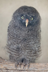 Great grey owl (Strix nebulosa)