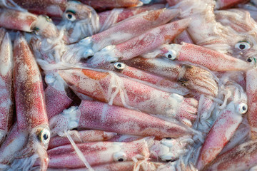Fresh squid