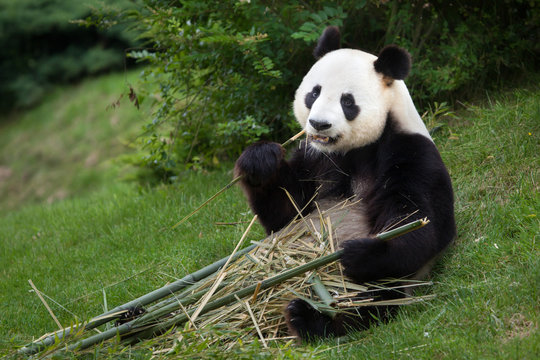 Fototapeta Giant panda (Ailuropoda melanoleuca).